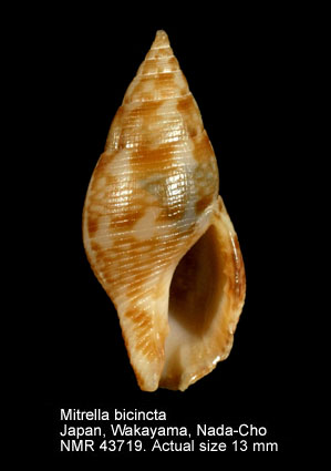 Mitrella bicincta.jpg - Mitrella bicincta(Gould,1860)